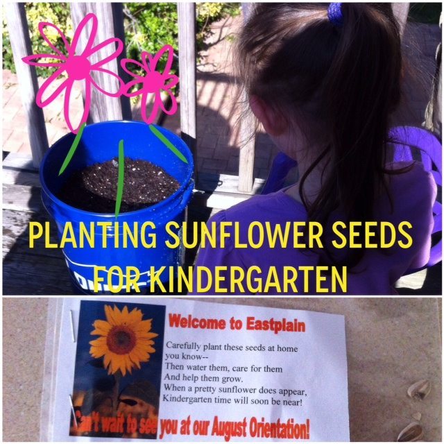 Planting Sunflower Seeds for Kindergarten