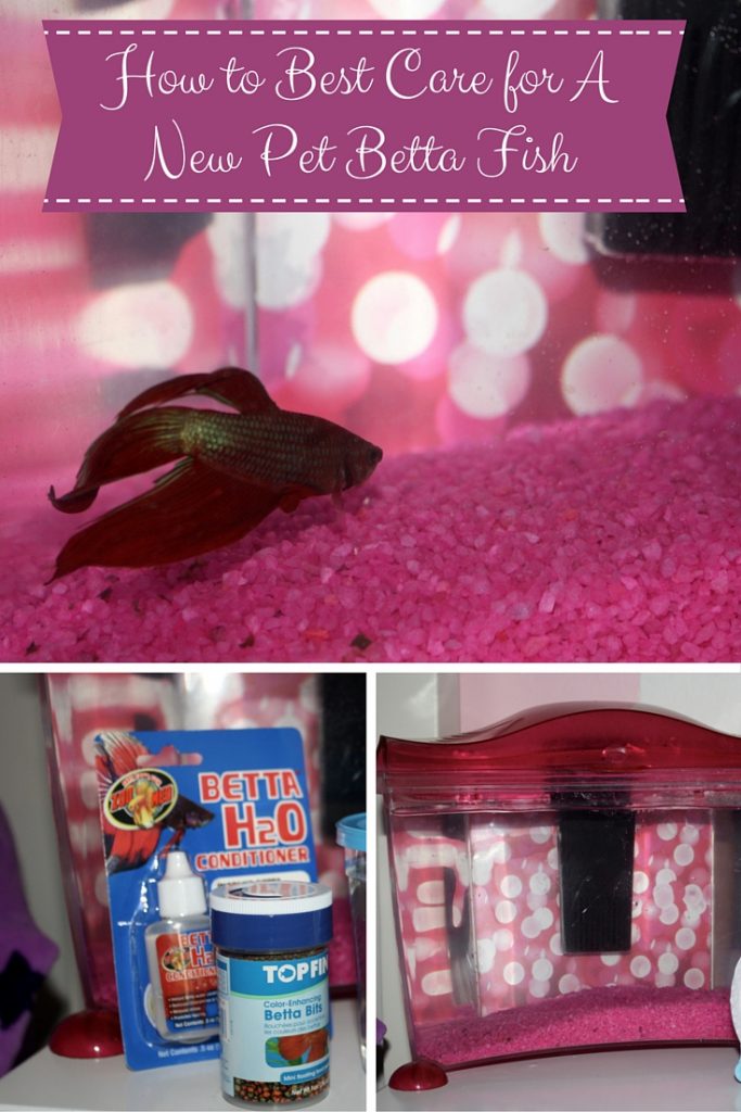 How to Best Care for A New Pet Betta Fish