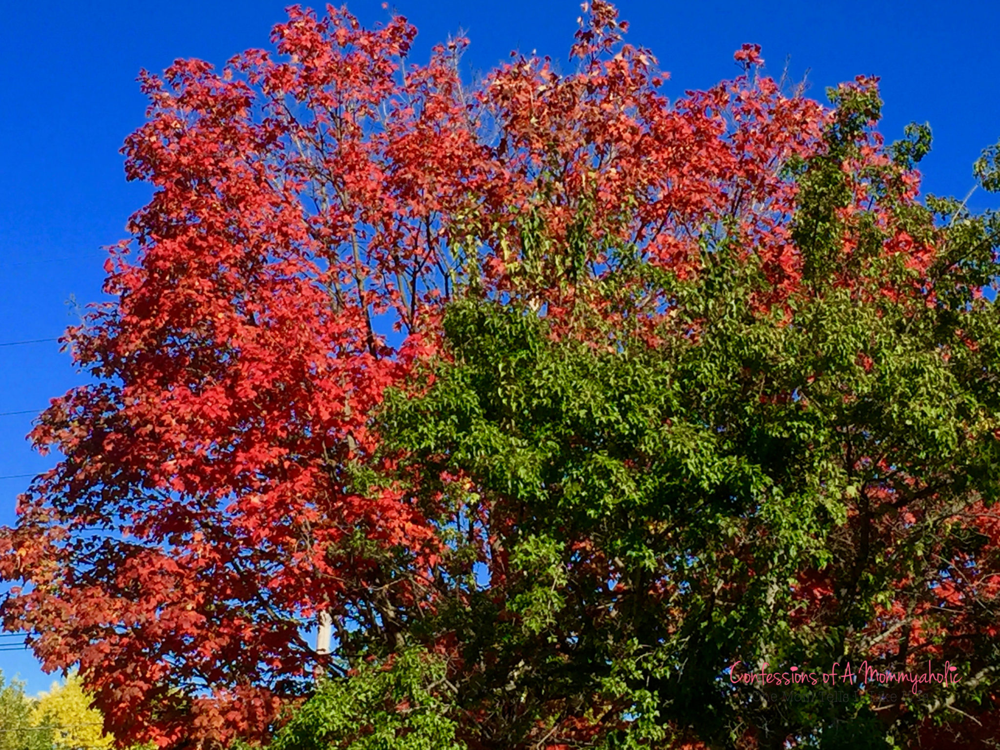 fall-leaves-trees-color
