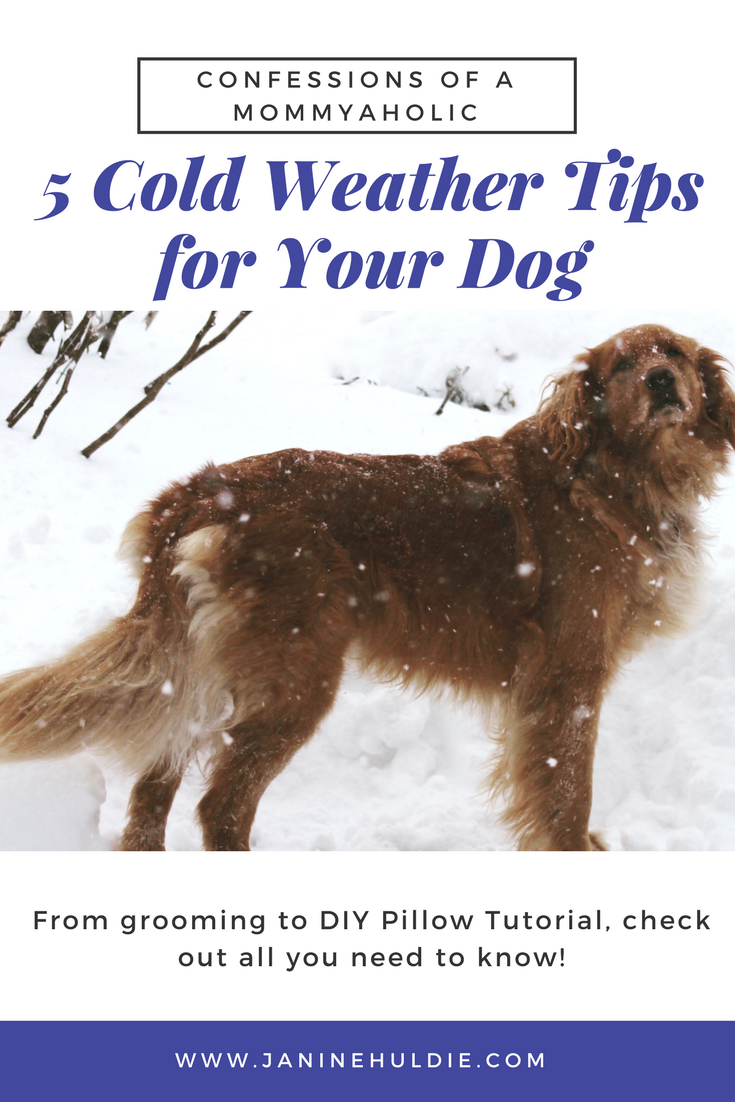 5 Cold Weather Tips for Your Dog