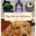 5 Ways to Keep Dogs Calm This Halloween