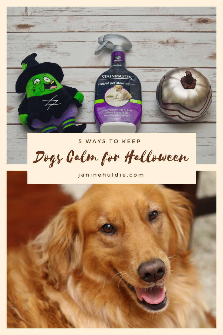 5 Ways to Keep Dogs Calm For Halloween