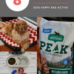 8 Must Have Items to Keep Your Dog Happy and Active Daily