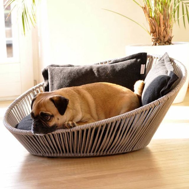 Dog in Dog Bed