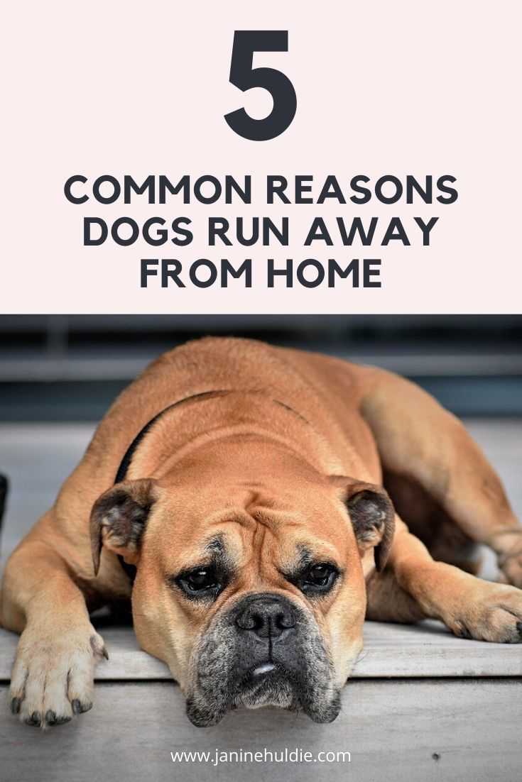 5 Common Reasons Dogs Run Away from Home