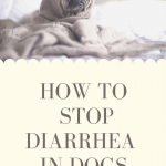 How To Naturally Stop Diarrhea In Dogs