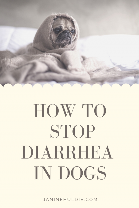 How To Naturally Stop Diarrhea In Dogs This Mom's Confessions