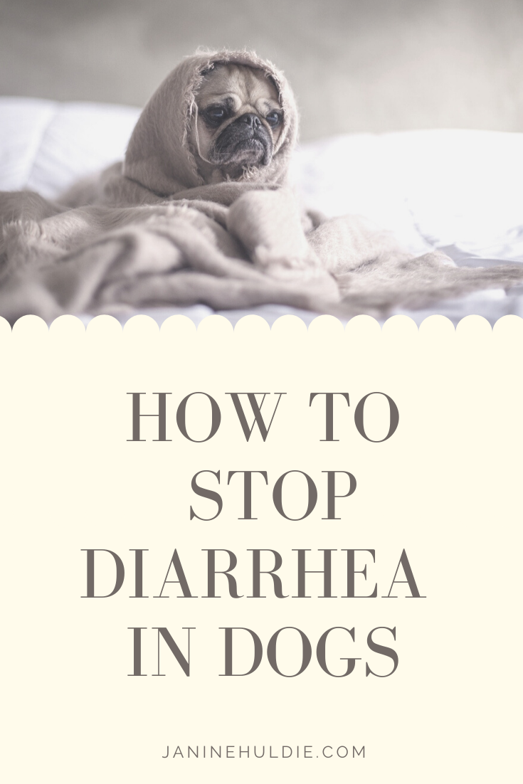 How to stop Diarrhea in Dogs