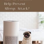 Can Air Purifiers Help Prevent Allergy Attack?