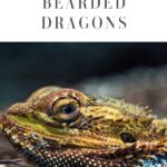 5 Tips to Care for Bearded Dragon