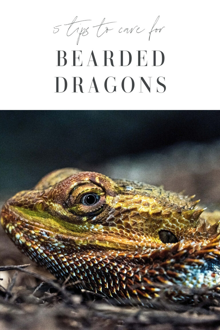 5 Tips to Care for Bearded Dragon This Mom's Confessions
