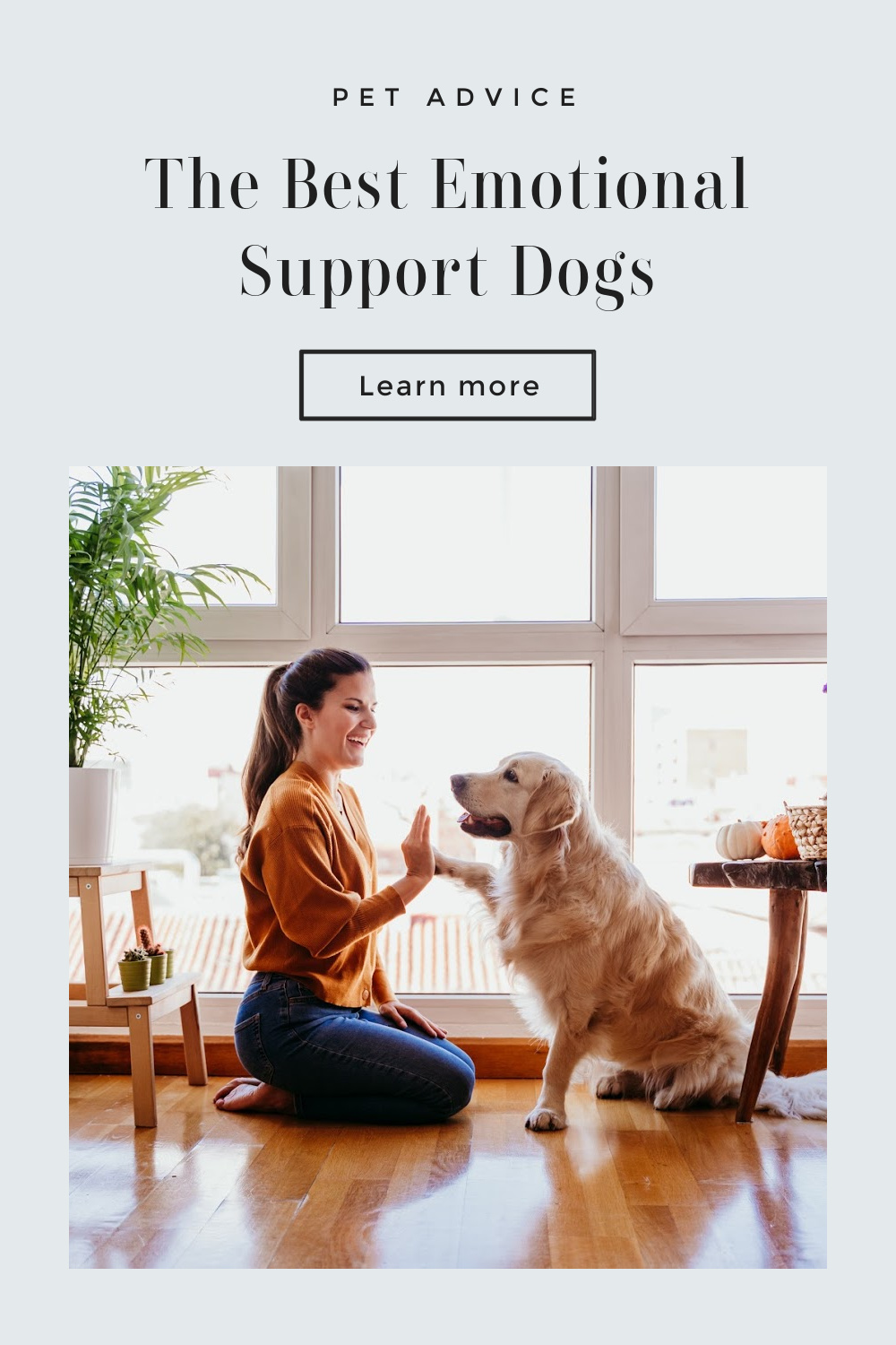 Best Emotional Support Dogs