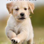 Top Tips for Settling Your New Puppy into Your Home