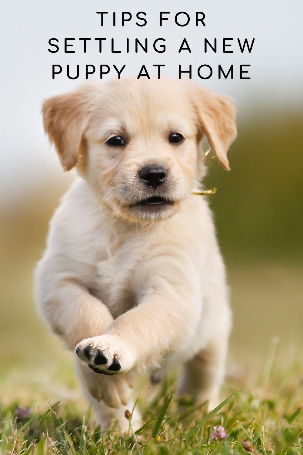 New Puppy At Home Tips