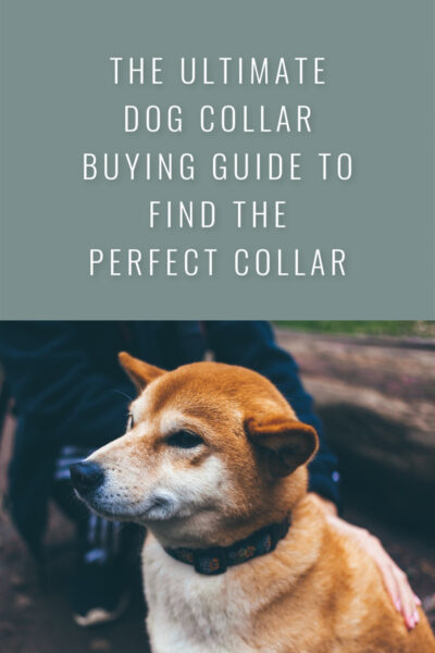Dog Collar Buying Guide