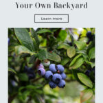 No or Go: Can You Grow Blueberries in your Backyard?