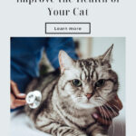What You Can Do To Improve The Health Of Your Cat