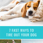7 Fast Ways to Tire Out Your Dog