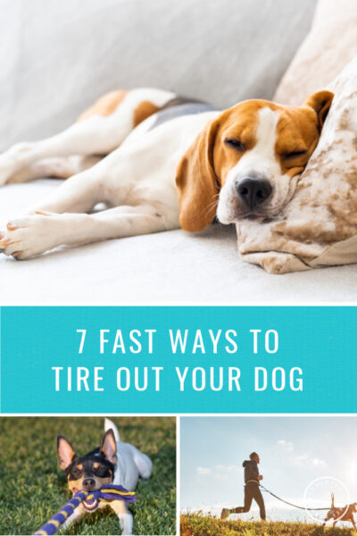 Ways to Tire Out Your Dog
