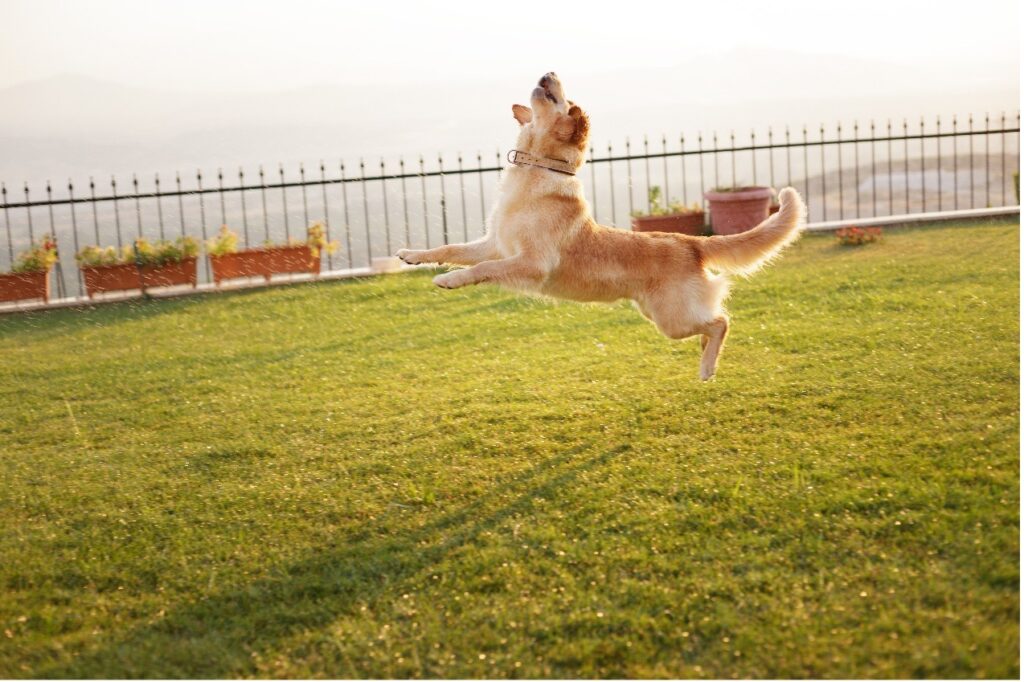 Dog Jumping