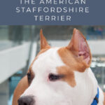 8 Myths You Shouldn’t Believe About the American Staffordshire Terrier