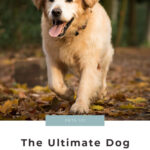 The Ultimate Grooming Guide For Happy Dogs