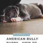 What You Need to Know About Caring for Your American Bully Puppy