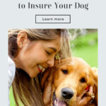 ￼Why I Decided To Insure My Dog