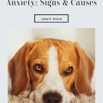 Dog Separation Anxiety: Signs and Causes