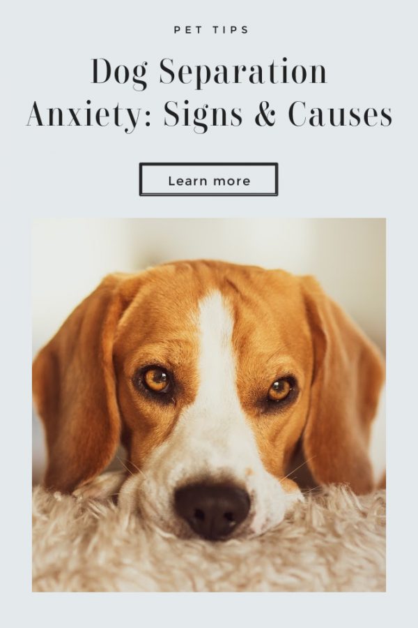 Dog Separation Anxiety Signs and Causes This Mom's Confessions