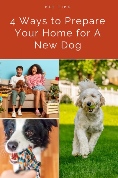 Ways to Prepare Home for a New Dog