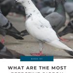 What are the Most Effective Pigeon Repellents?