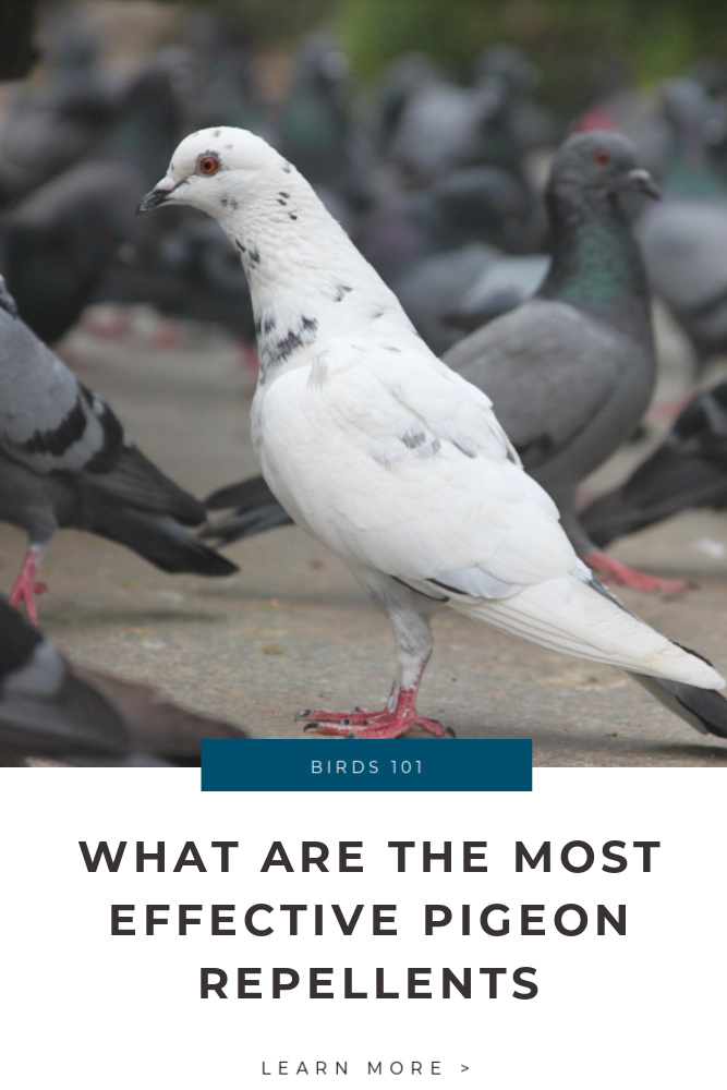 What are the Most Effective Pigeon Repellents Tips