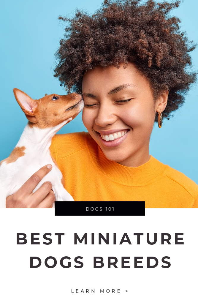 Best Miniature Dogs Breeds Tips