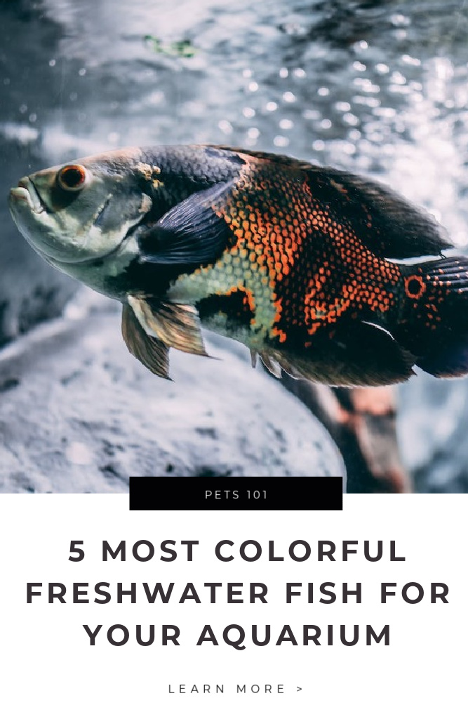 Freshwater Fish for Your Aquarium Tips
