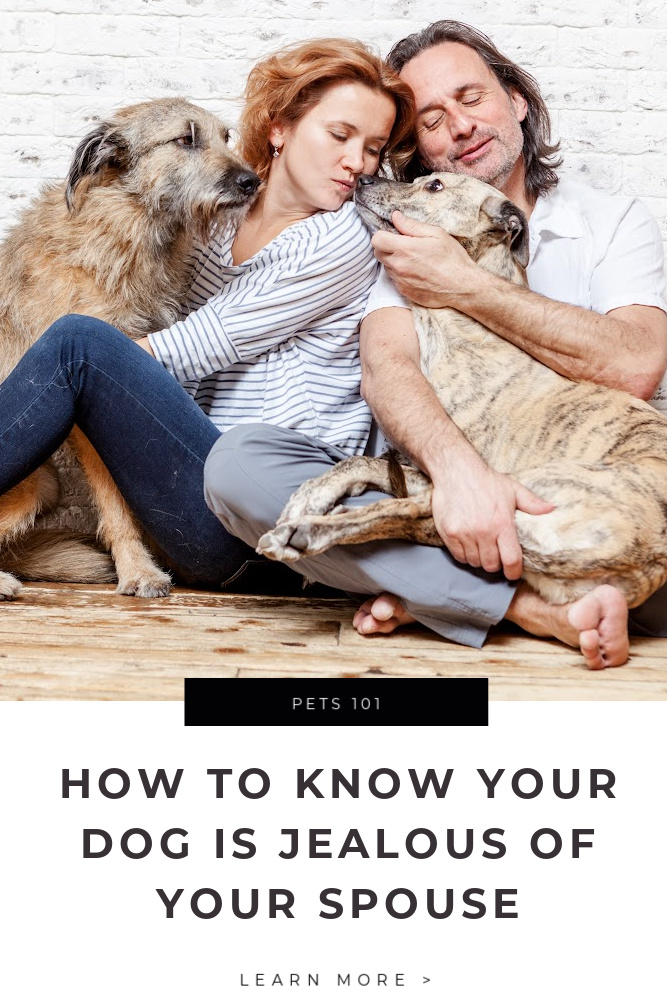 How to Know Your Dog Is Jealous of Your Spouse Tips
