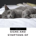 Signs and Symptoms of Tapeworms in Cats