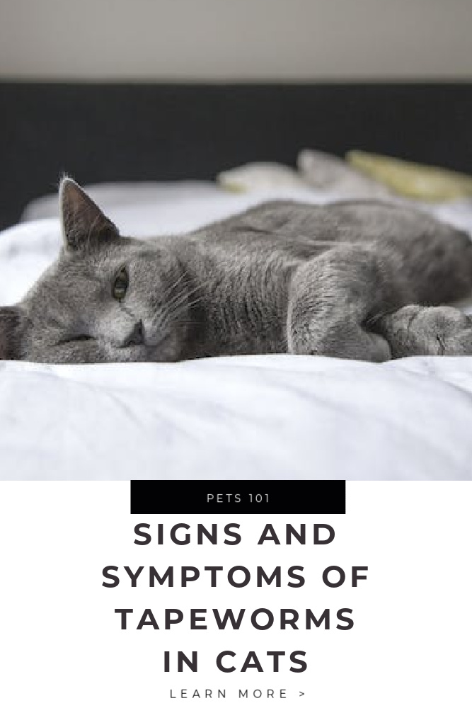 Signs and Symptoms of Tapeworms in Cats Tips