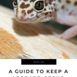 A Guide to Keep a Leopard Gecko Healthy