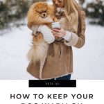 How to Keep Your Dog Warm On Winter Walks