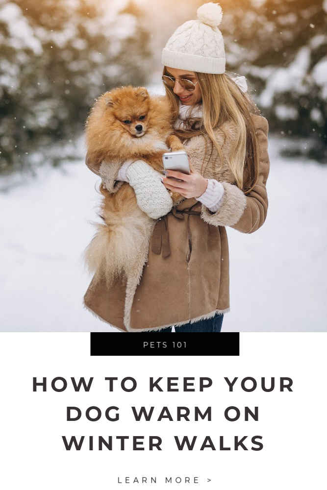 How to Keep Your Dog Warm On Winter Walks