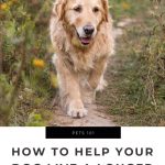 How to Help Your Dog Live a Longer Life