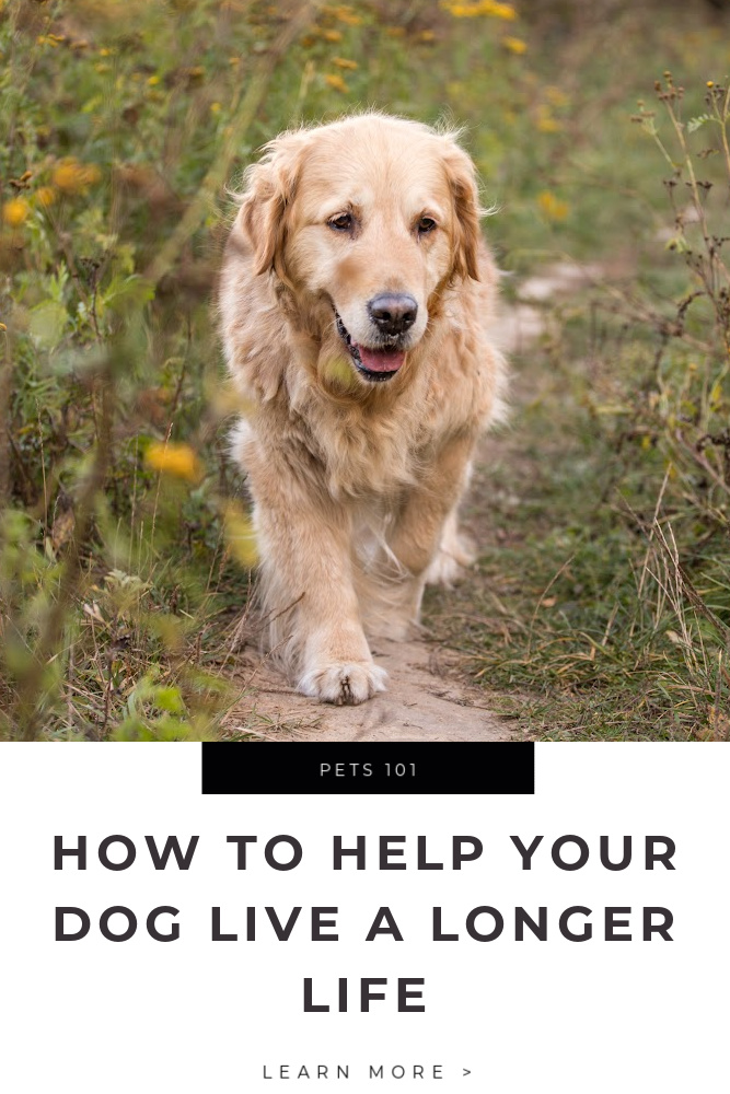 How to Help Your Dog Live a Longer Life Tips
