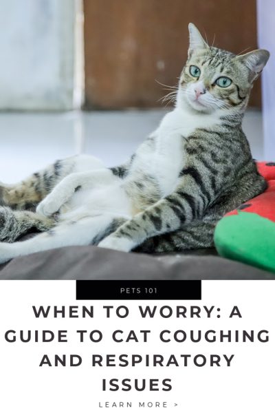 When to Worry_ A Guide to Cat Coughing and Respiratory Issues TIps