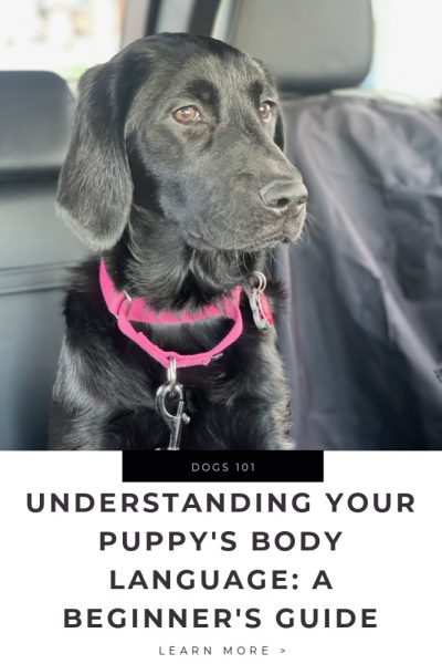 Understanding Your Puppy's Body Language_ A Beginner's Guide Tips